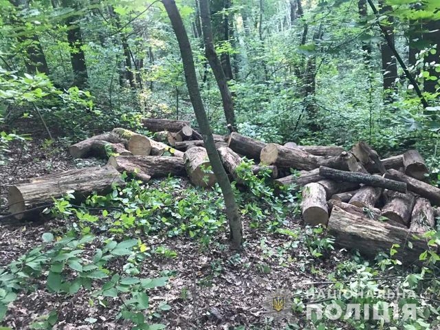 Сотрудники полиции задержали черных лесорубов