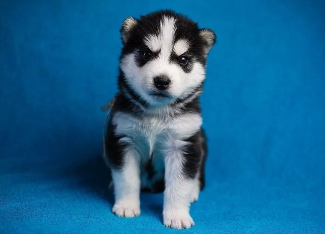 Щенок (1 месяц): чем кормить и как ухаживать