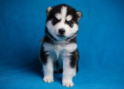 Щенок (1 месяц): чем кормить и как ухаживать