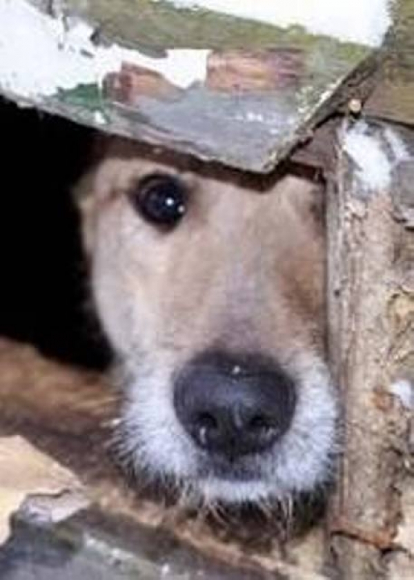 Питомцев стерилизуют по льготным ценам