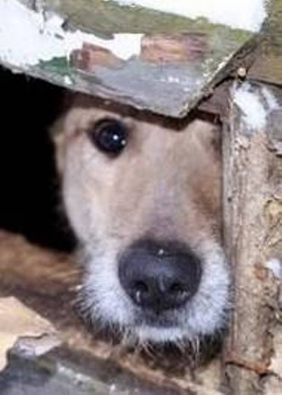 Питомцев стерилизуют по льготным ценам