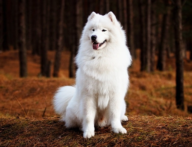 Как правильно ухаживать за самоедом