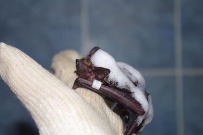 В Институте общей и неотложной хирургии умерли сотни летучих мышей