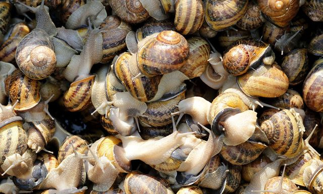 Супруги из Харькова создали улиточную ферму