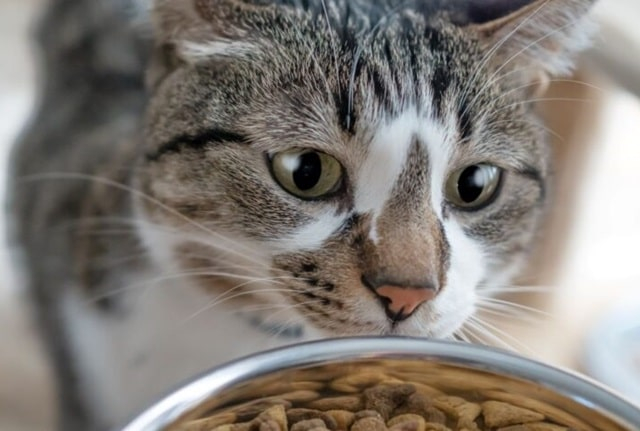 Корм для кошек: на что обращать внимание при выборе