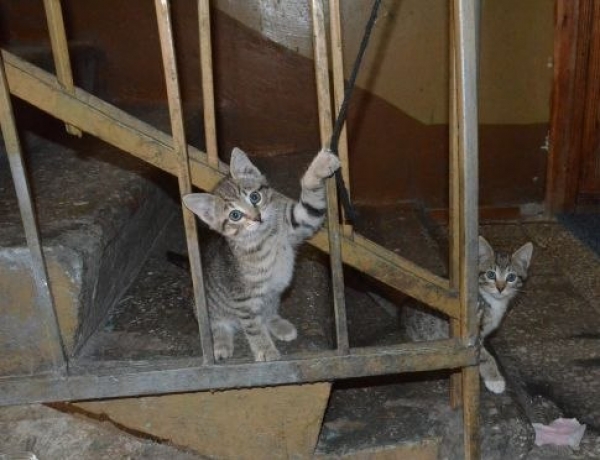 В Харькове появятся умные подъезды