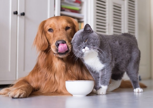 Алергія у домашніх тварин