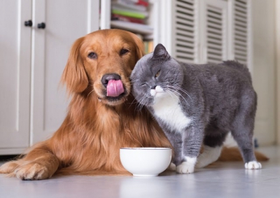 Алергія у домашніх тварин