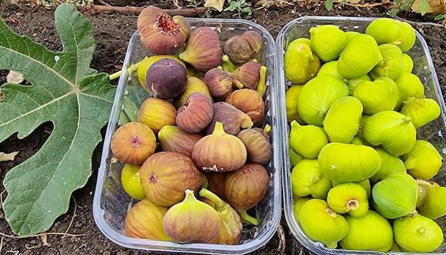 В Изюмском районе впервые собрали урожай инжира, выращенный на открытом грунте