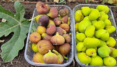 В Изюмском районе впервые собрали урожай инжира, выращенный на открытом грунте