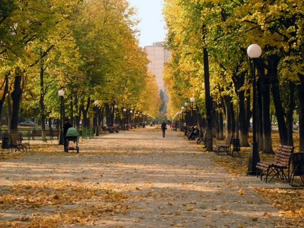 На бульваре Слинько высадили липы