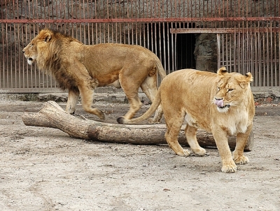 Харьковчане помогают животным в зоопарке