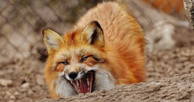 В селе Вишневом Валковской громады лиса покусала козу