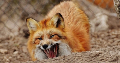 В селе Вишневом Валковской громады лиса покусала козу