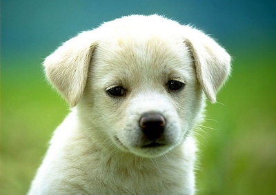 В приюте для животных утеплили вольеры