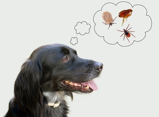 Таблетки от клещей для собак: что это такое, как работают и как выбрать