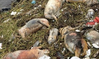 На свалке у села Гроза обнаружили 10 трупов свиней