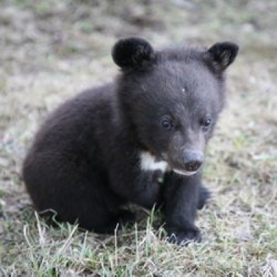 Харьковчане выбрали имя юной медведице из зоопарка