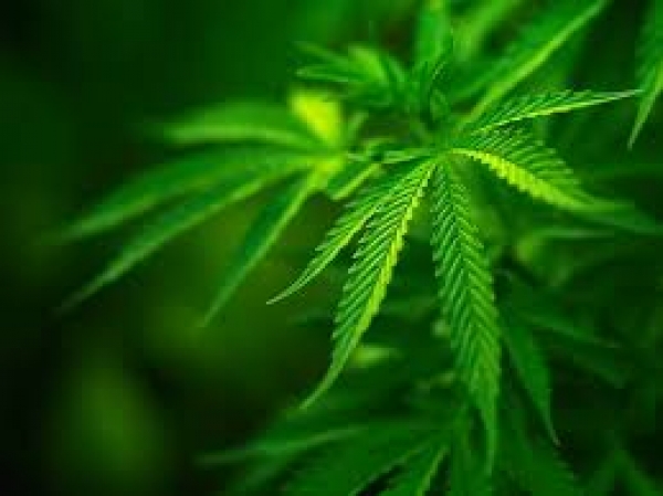 Мужчина лечил бронхи коноплей