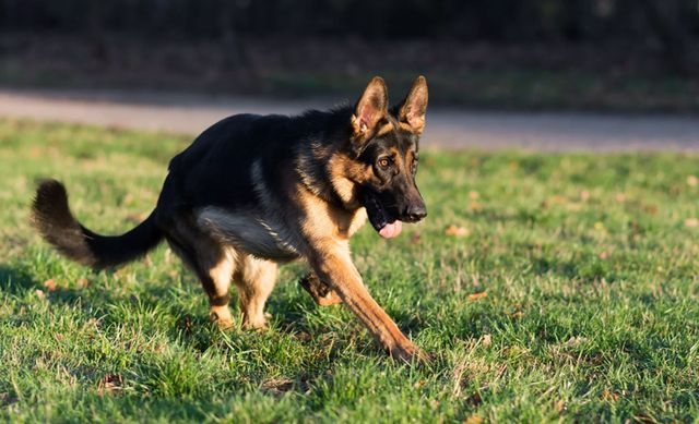 В Лозовой собака покусала девочку – родители разыскивают владельца животного