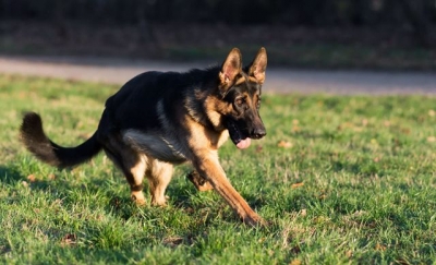 В Лозовой собака покусала девочку – родители разыскивают владельца животного