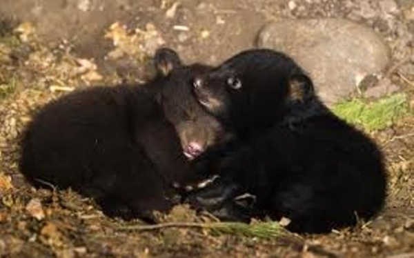 В зоопарке родились медвежата
