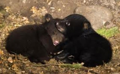 В зоопарке родились медвежата