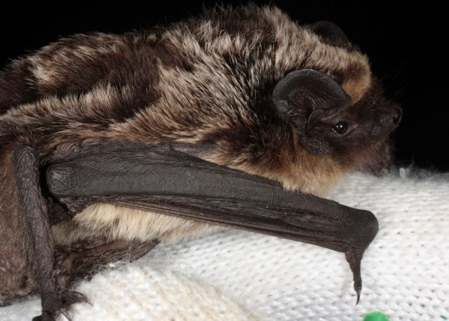 В Харькове спасли летучих мышей, которые оказались в западне