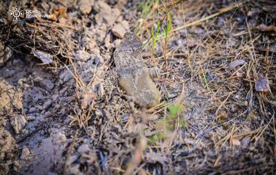 75-летний мужчина погиб, натолкнувшись в лесу на взрывчатку