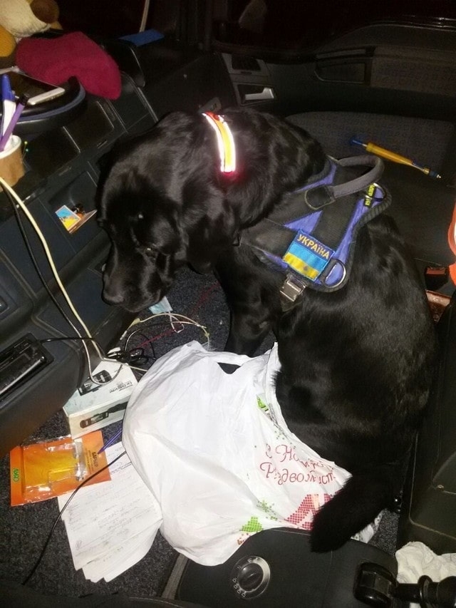 Пограничный пес Фил нашел наркотики в пакете с перцем