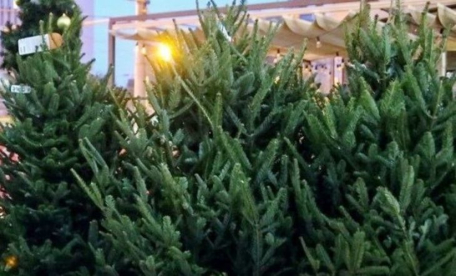 В Харькове открылись 54 площадки по продаже новогодних елок