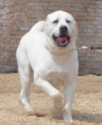 Ребенку грозит ампутация из-за укуса собаки