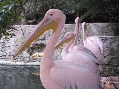 Розовые пеликаны получат новый дом