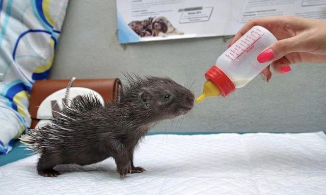 В «Фельдман Экопарк» построят самый крупный в Украине хоспис для животных