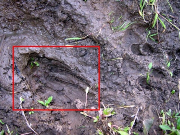 Снова обнаружили чупакабру