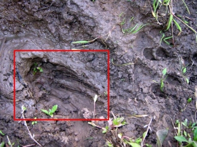 Снова обнаружили чупакабру