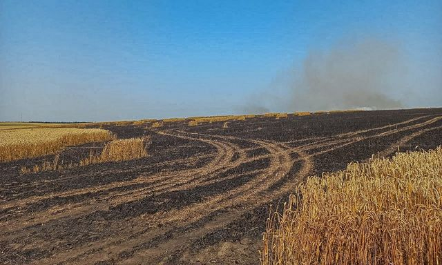 Спасатели ликвидировали пожар и спасли большую часть поля с пшеницей
