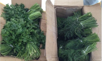Узбекская зелень не прошла фитосанитарный контроль на таможне