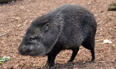 В «Фельдман экопарке» появились новые обитатели