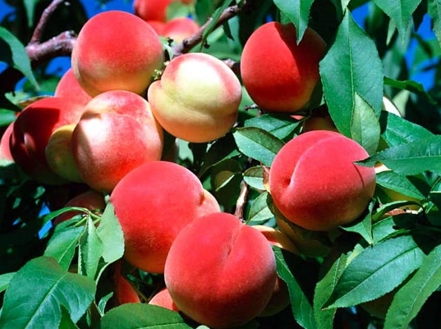 Персик: уход и выращивание, полезные советы