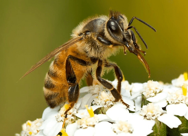10 захоплюючих фактів про бджіл