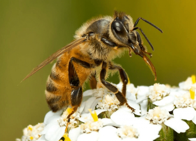 10 захоплюючих фактів про бджіл