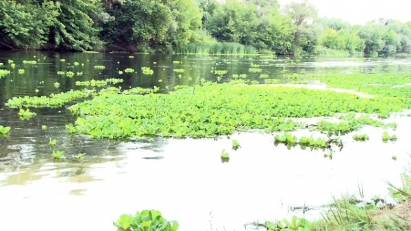 Злостный сорняк впал в кому