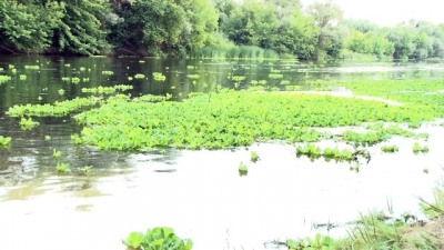 Злостный сорняк впал в кому