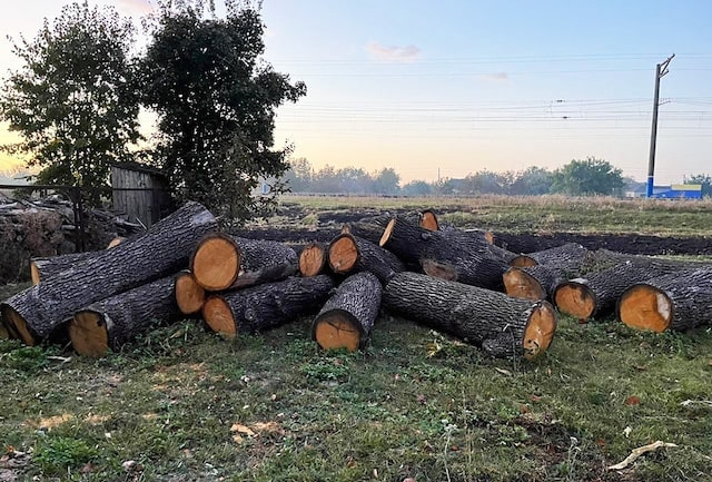 В Лозовском районе группа из шести человек вырубила деревьев на миллион гривен (фото)