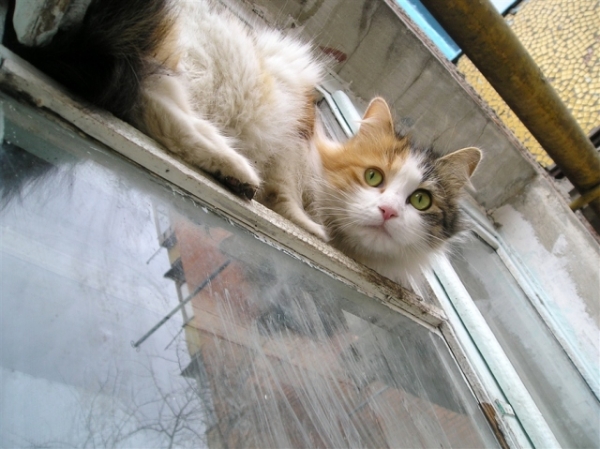 Злой «Карлсон» грабил честных харьковчан