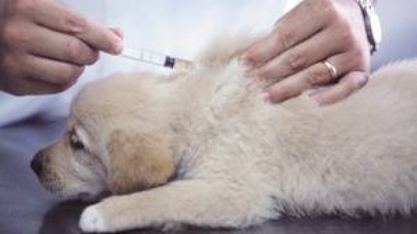 В Харькове вакцинируют животных