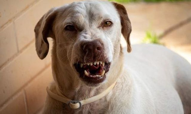 Во всех районах области зарегистрированы случаи заболевания бешенством