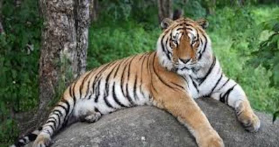 В харьковский экопарк из эвакуации вернулся амурский тигр