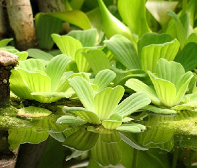 В регионе продолжат борьбу с пистией